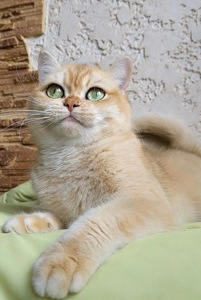 Британская золотая шиншилла, British shorthair Bri ny 12 - годовалая кошечка