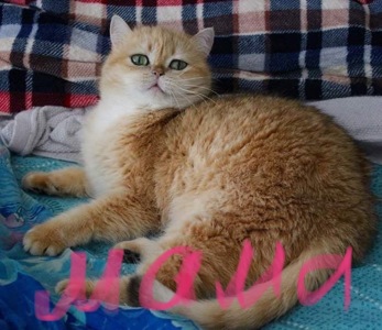 Британская золотая шиншилла, British shorthair Bri ny 12 - годовалая кошечка