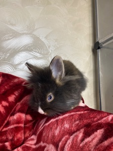 Дівчинка lionhead