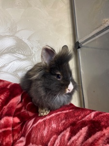 Дівчинка lionhead