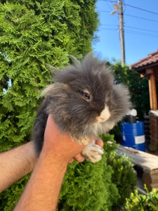 Дівчинка lionhead