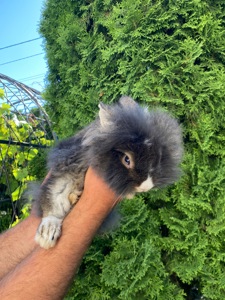 Дівчинка lionhead