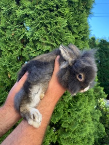 Дівчинка lionhead