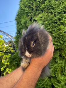 Дівчинка lionhead