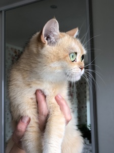 Британская золотая шиншилла, British shorthair Bri ny 12 - годовалая кошечка
