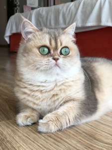 Шотландская плюшевая кошечка - шиншилла (коби тип) изумрудные глаза в окрасе голубое золото