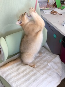 Британская золотая шиншилла, British shorthair Bri ny 12 - годовалая кошечка