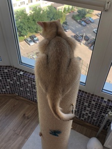 Британская золотая шиншилла, British shorthair Bri ny 12 - годовалая кошечка