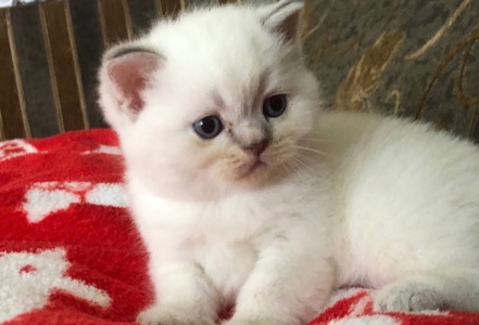 Шотландські кошенята шукають люблячу родину🩷