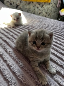 Шотландські кошенята шукають люблячу родину🩷