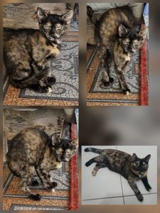 Плямисте КотоСонечко