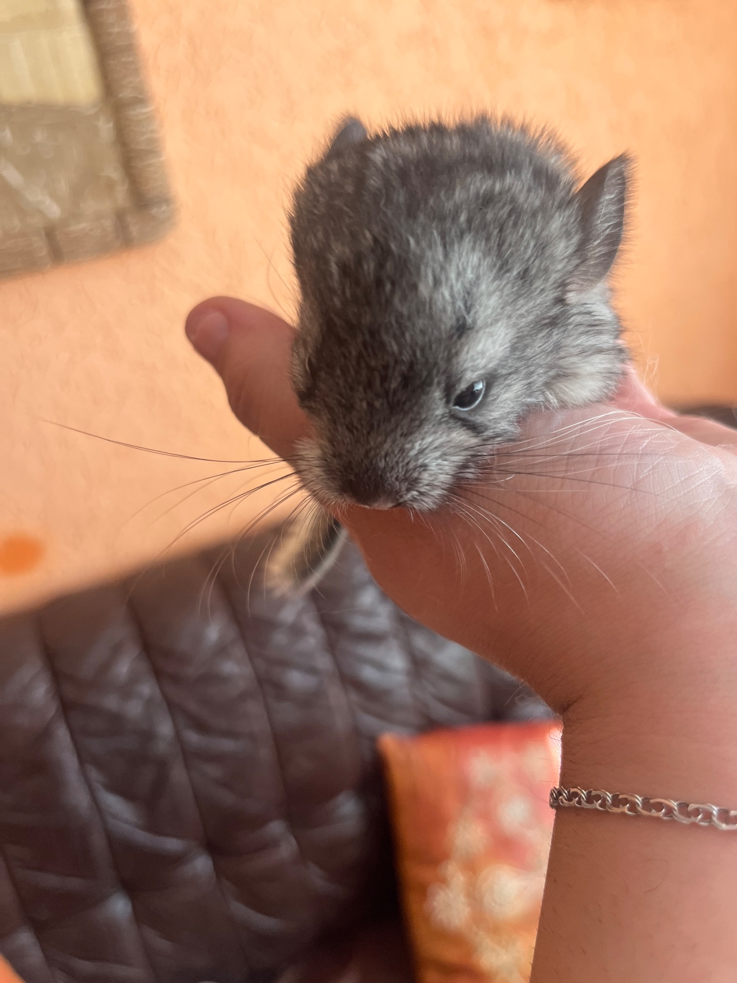 Продам сімейство шиншил