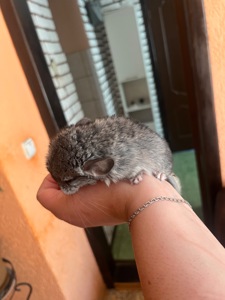 Продам сімейство шиншил