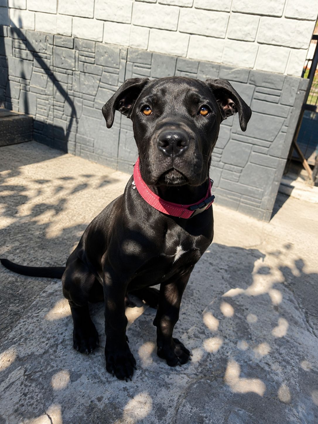 Щенок Кане-Корсо 4,5 месяца