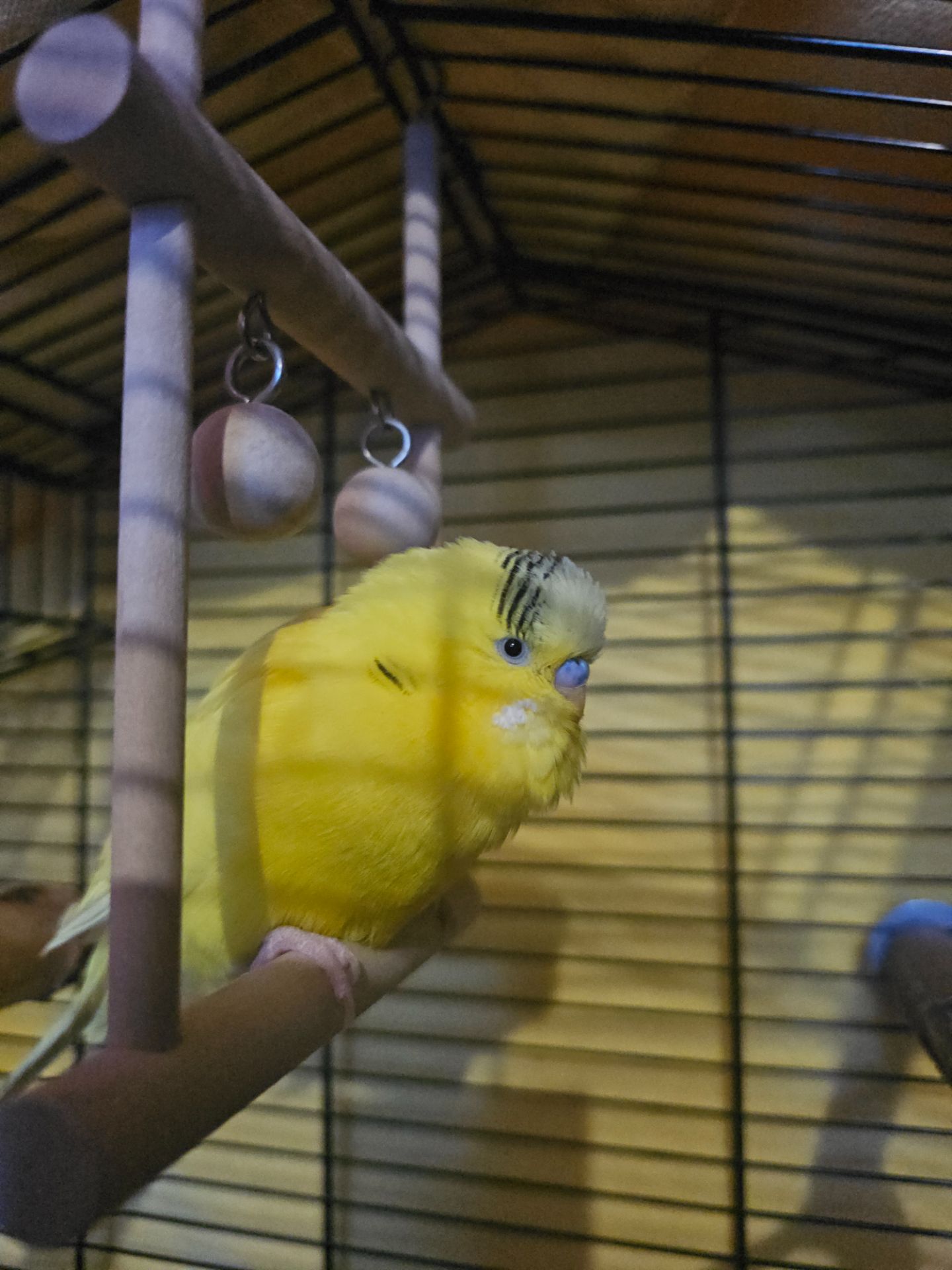 Віддам в добрі руки хвилястика