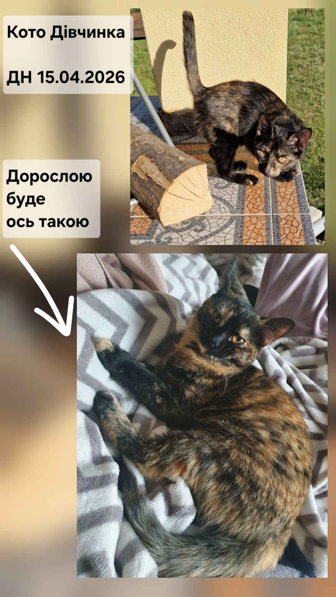 Норкова Бронзово-Мармурова кото-дівчинка дн 15.04.2026