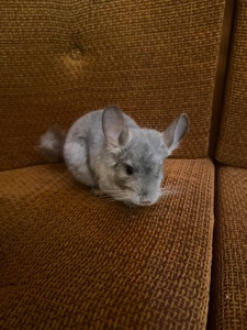 Шиншилла