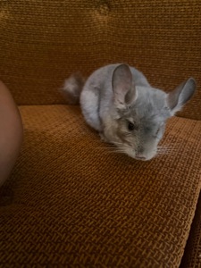 Шиншилла
