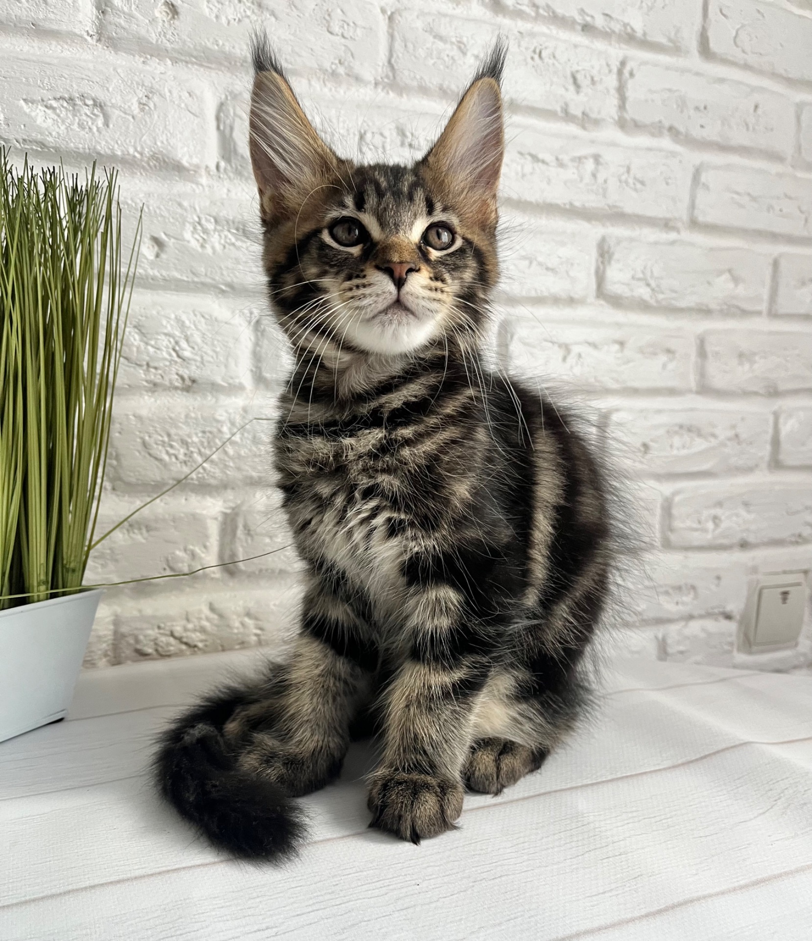 Кошеня Мейн-Кун хлопчик