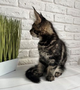Кошеня Мейн-Кун хлопчик