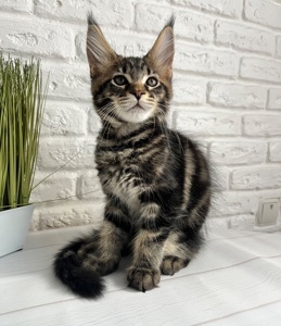 Кошеня Мейн-Кун хлопчик