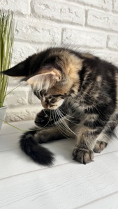 Кошеня Мейн-Кун хлопчик