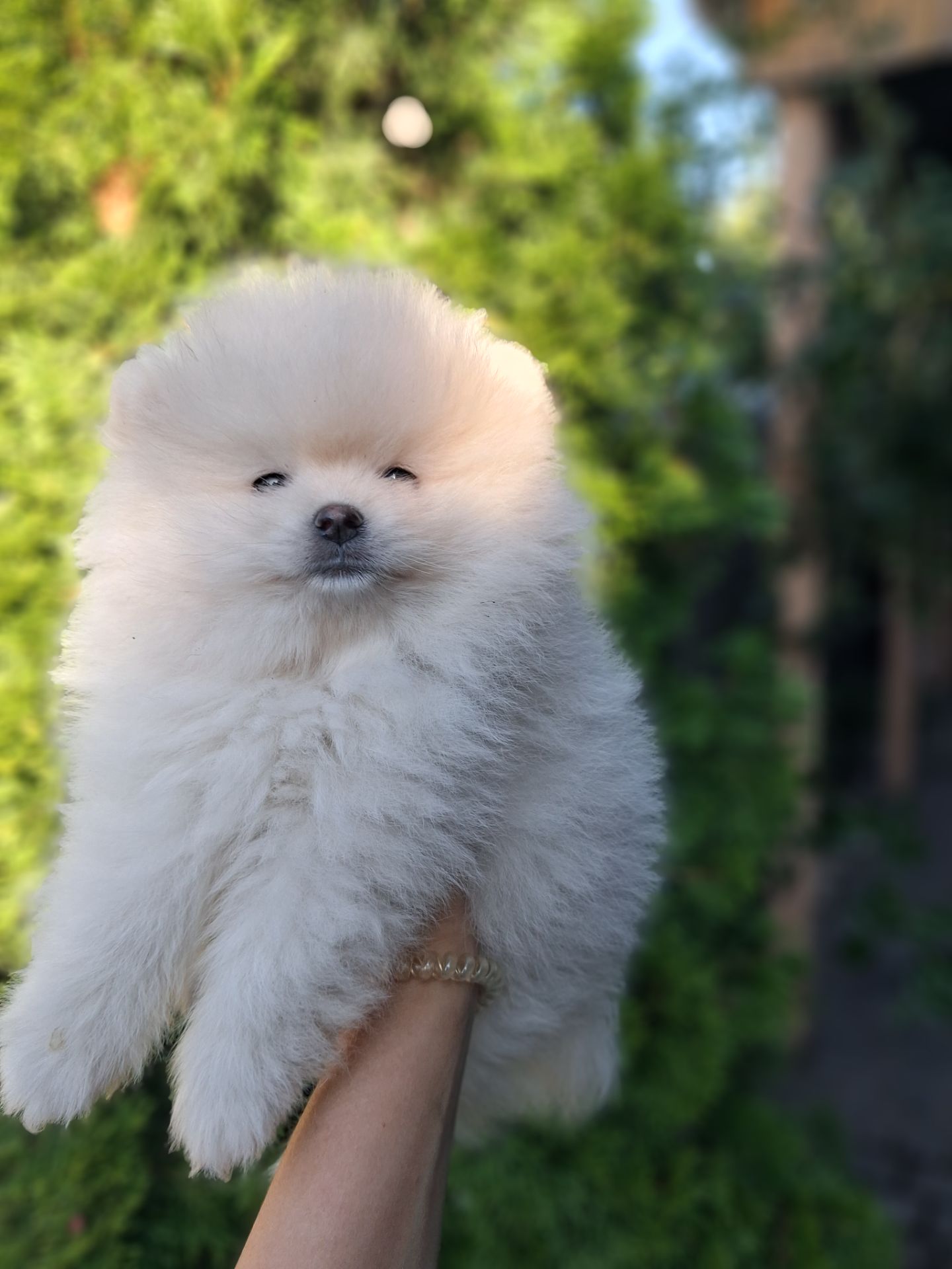 Щенки шпица