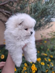 Щенки шпица