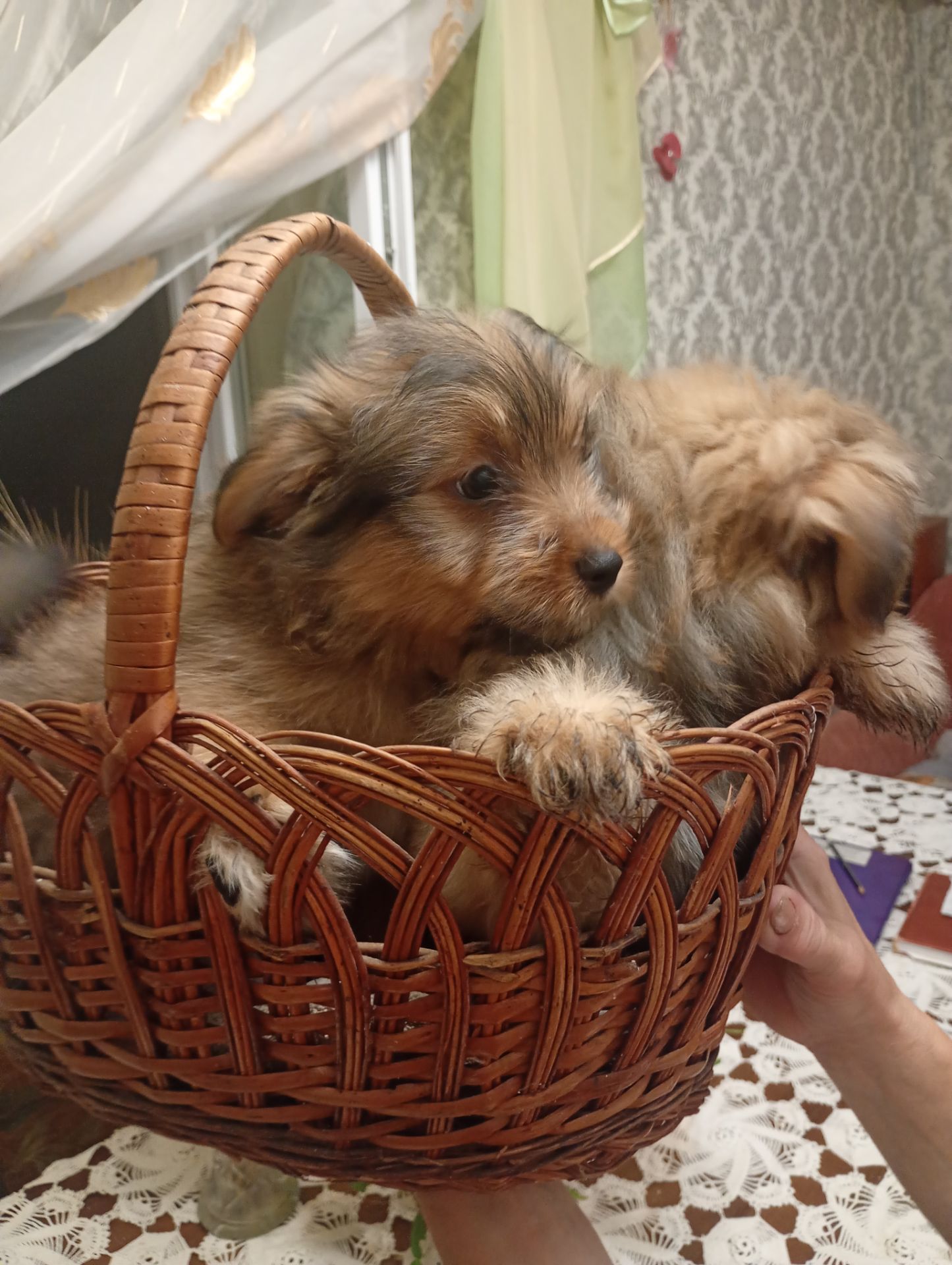 Йорікі молоді 2,5 місяця
