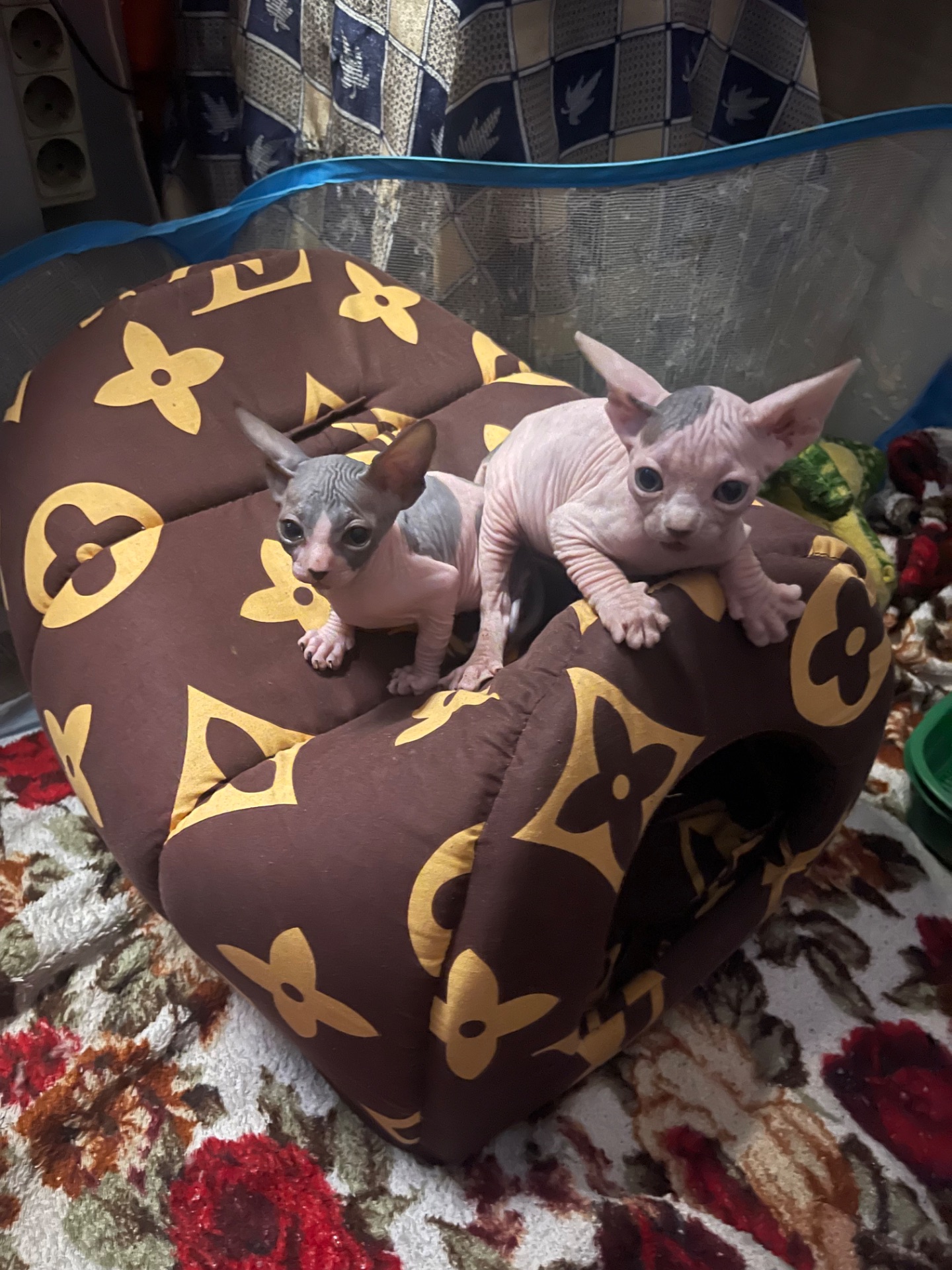Кошенята канадский свінкс