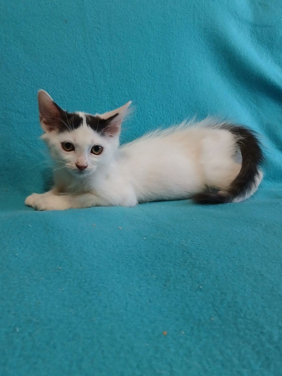 Ларі, 2,5 місяці