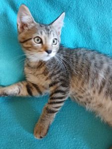 Лука, 2,5 місяці
