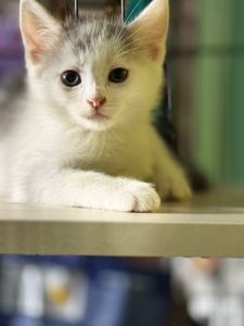 Кошенята-хлопчики, 1, 5 місяці