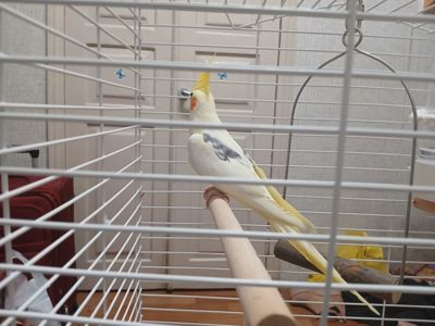 ТЕРМІНОВО продаю кореллу разом з кліткой