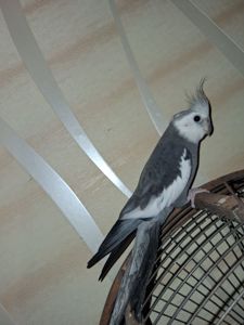 Корелла. Самец
