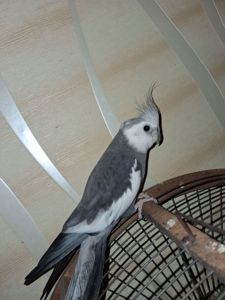 Корелла. Самец