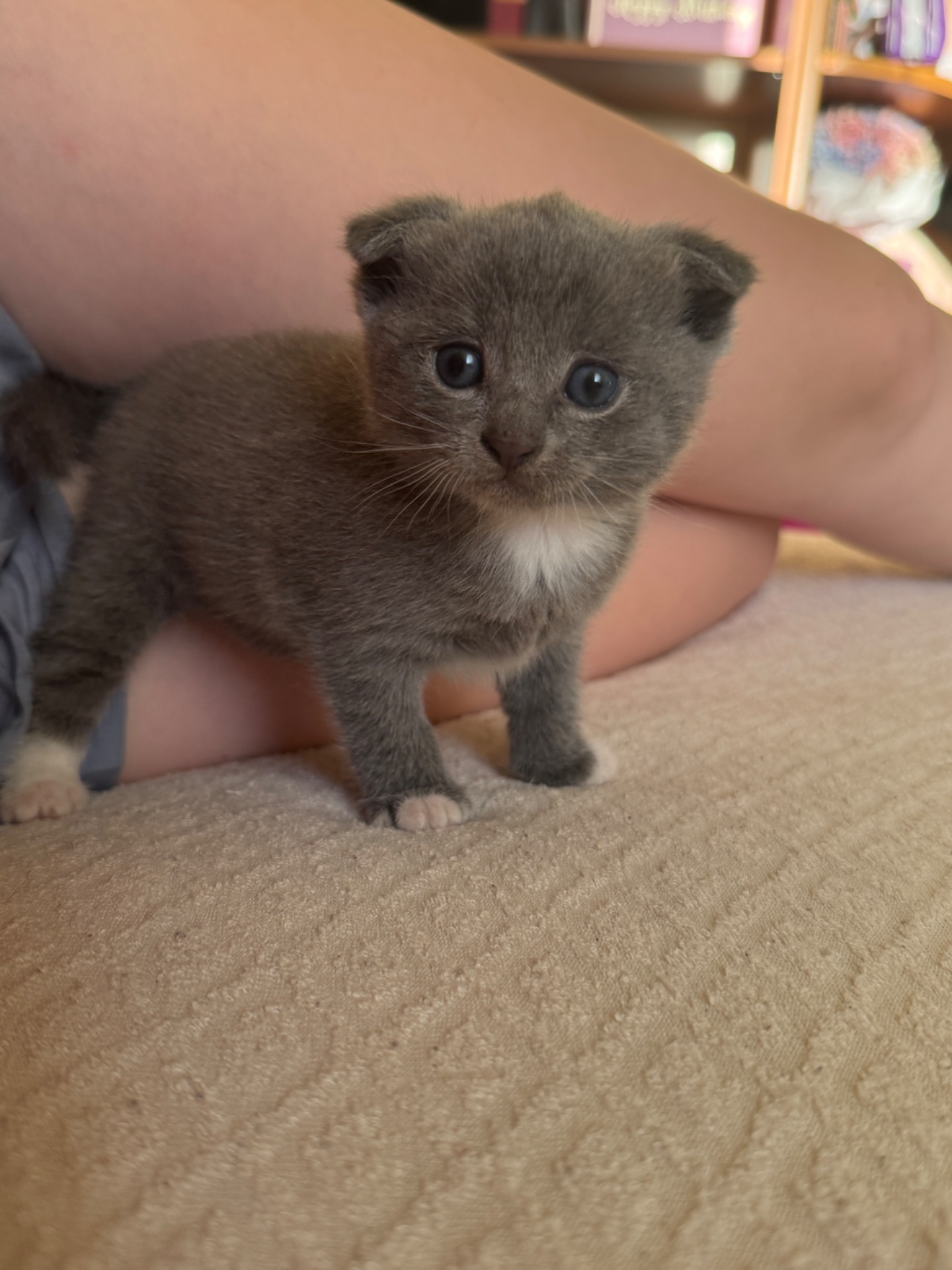 Шотландські кошенята, висловухі, хлопчик і дівчинка