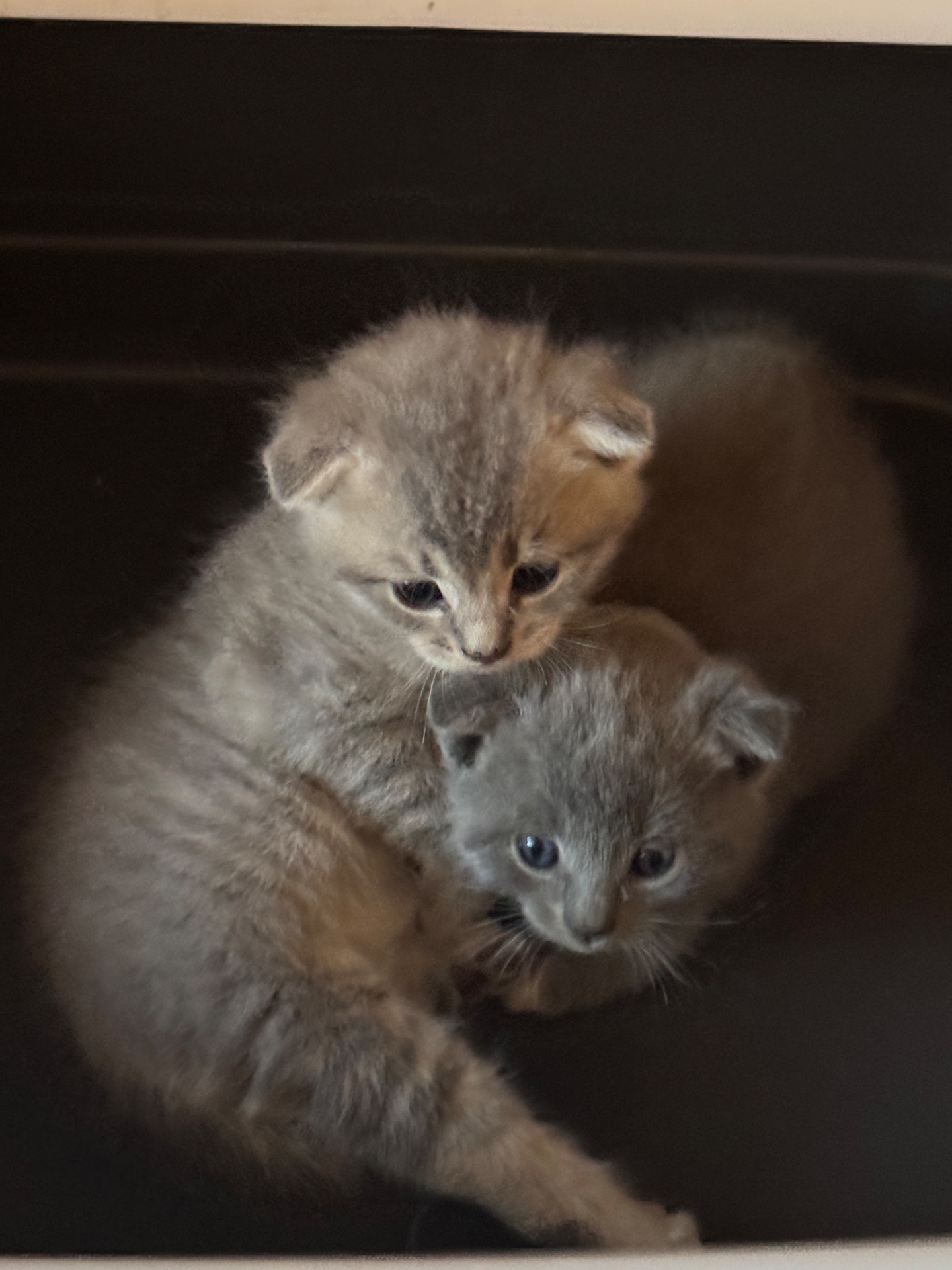Шотландські кошенята, висловухі, хлопчик і дівчинка