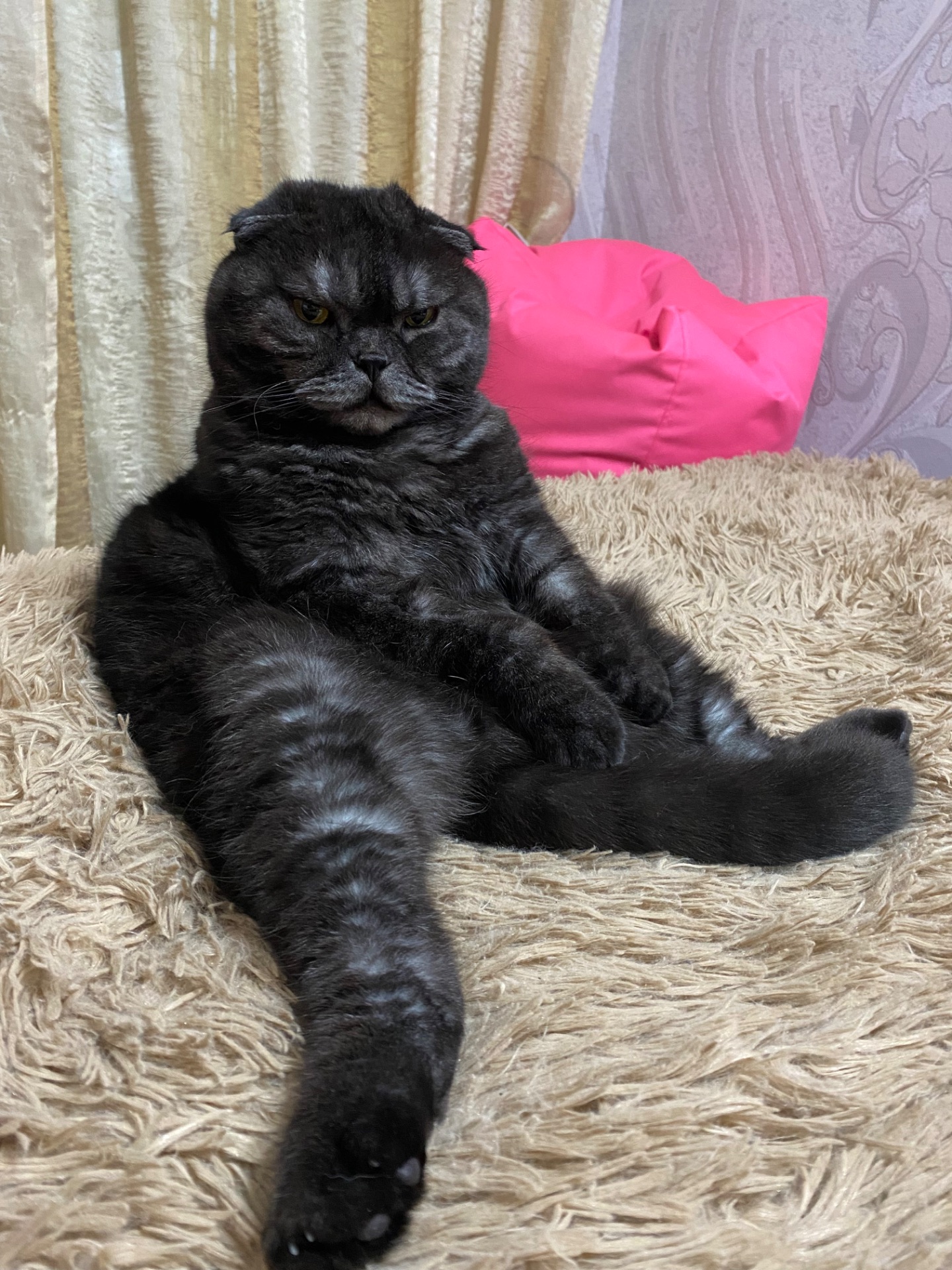 Шотландський вісловухий котик в добрі руки