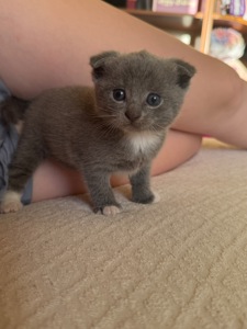 Шотландські кошенята, висловухі, хлопчик і дівчинка