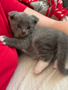 Шотландські кошенята, висловухі, хлопчик і дівчинка