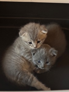 Шотландські кошенята, висловухі, хлопчик і дівчинка