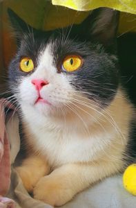 Шукає люблячу родину красень чорно-білий котик!