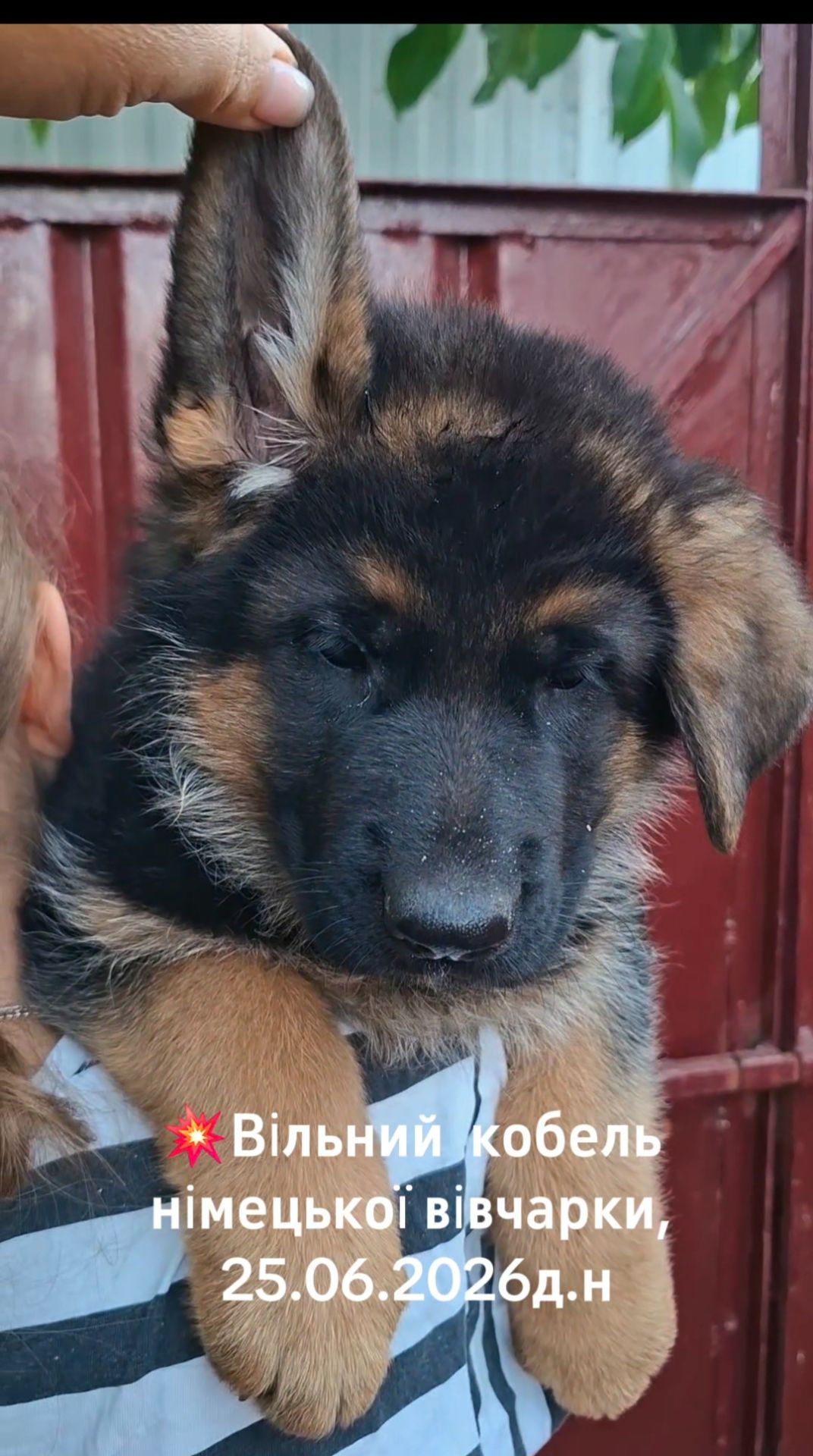 Цуценята німецької вівчарки