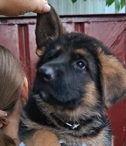Цуценята німецької вівчарки