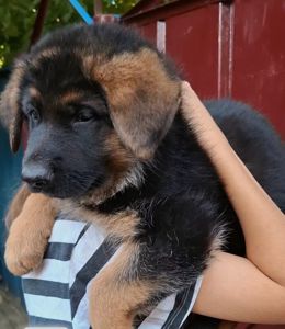 Цуценята німецької вівчарки