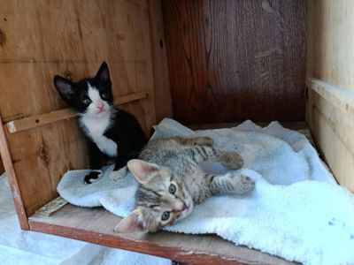 Кошенята шукають дім