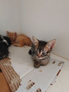 Кошенята шукають дім