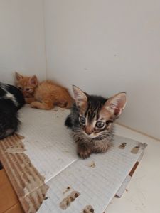 Кошенята шукають дім