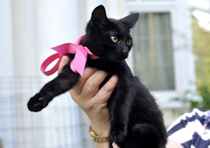 Кошеня Ванеса